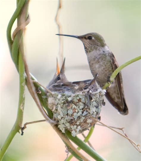 Jan 16, 2020 · more tricks to help increase your hummingbird flock. The Best Ways to Attract Hummingbirds to Your Garden in ...