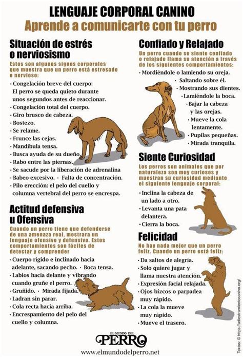 Lenguaje Corporal Canino Aprende A Comunicarte Con Tu Perro Lenguaje De Los Perros Lenguaje