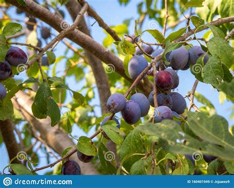 Detail Of A Branch Of Plum Tree Stock Image Image Of Mature