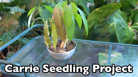 Maybe you would like to learn more about one of these? A Little 'Carrie' Mango Seedling Project - YouTube