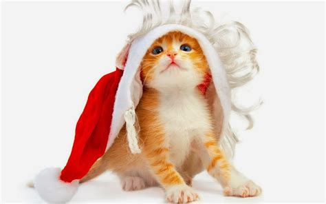 5 super leuke konijne namen. Kerst achtergronden met Dieren | HD Wallpapers