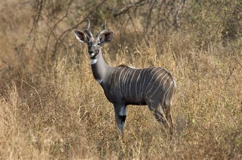Lesser Kudu Animal Guide Facts About The Striped Antelope From Africa