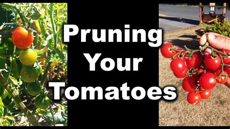 How To Prune Your Tomatoes For Maximum Harvest In 2020 Youtube