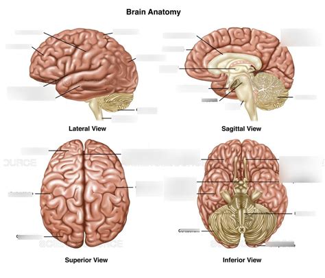 Brain Overview Diagram Quizlet