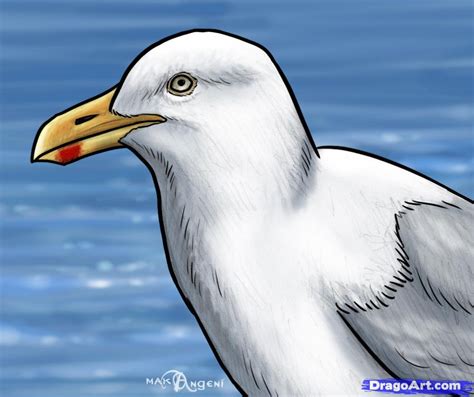 How To Draw A Seagull Step By Step At Drawing Tutorials