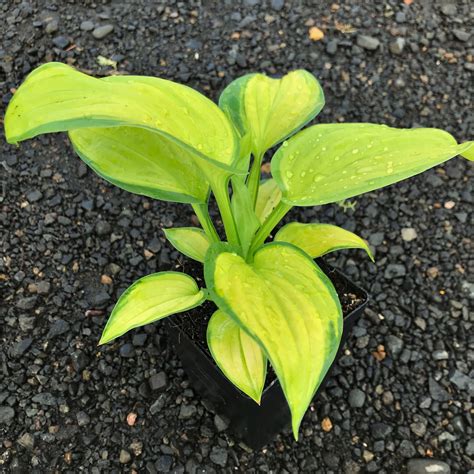 Hosta Stained Glass Plantain Lily 35 Pot Little Prince To Go