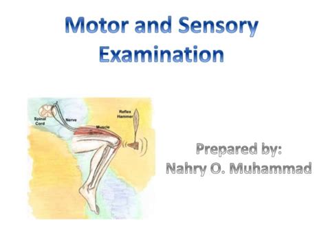 Motor And Sensory Examination Examination Of Reflexes