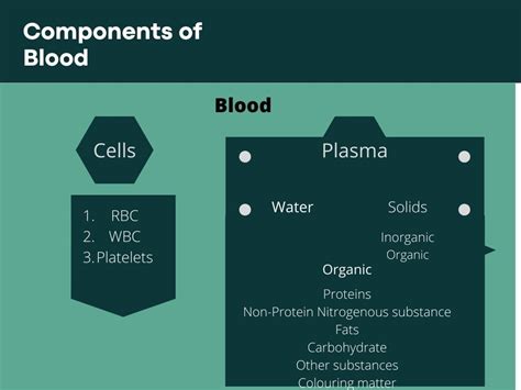 10 Functions Of Blood Significances Of Blood In Our Body Health