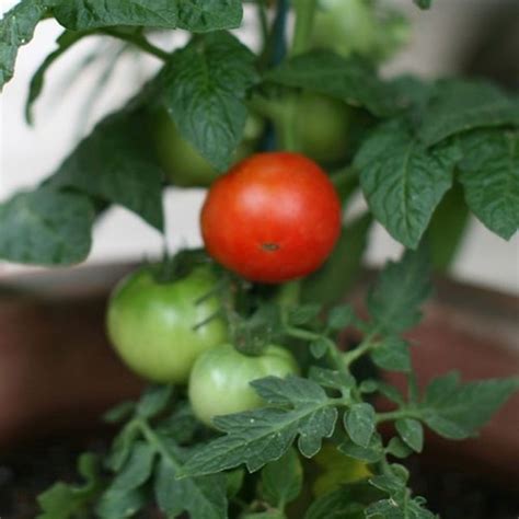 Patio Tomato Star Nursery Garden And Rock Centers