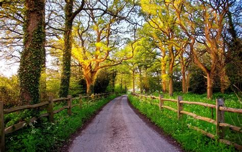 England Great Britain Nature Road Green Grass Fence Trees Sun