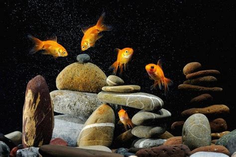 Goldfish Wallpaper ·① Wallpapertag
