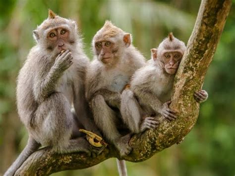 Gambar Monyet Dunia Binatang