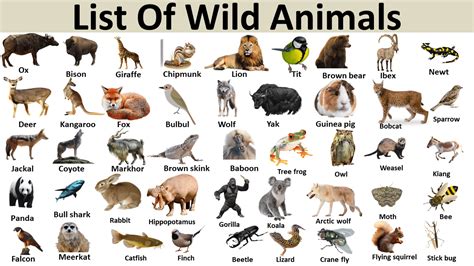 Top 197 Wild Animals Name List