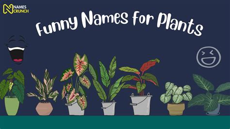 200 Funny Names For Plants In 2024 Names Crunch