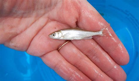 Warming Oceans May Lead to Smaller Fish | Inside Science