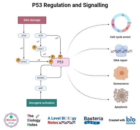 The first is interphase, during which the cell lives and grows larger. Cell Cycle- Definition, Phases, Regulation and Checkpoints