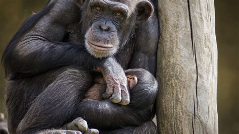 chimpanzee-g28386467b_1920 | Northumbria University, Newcastle