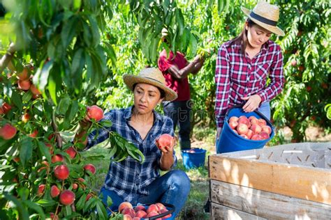 Two Female Farm Workers Harvesting Peaches In Garden Stock Photo