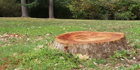 4 Reasons To Remove Tree Stumps Buckeye Lawn And Landscapingoheil