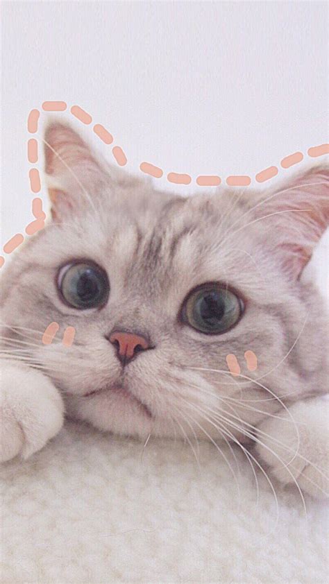 Cute Cat Aesthetics Wallpapers Top Những Hình Ảnh Đẹp