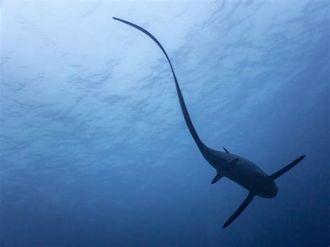 Discover The Largest Thresher Shark Ever Caught Off Florida A Z Animals