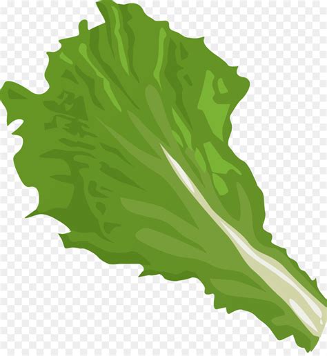 Romaine Lettuce Clipart 10 Free Cliparts Download Images On