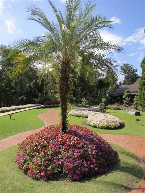 30 Spectacular Backyard Palm Tree Ideas 2023