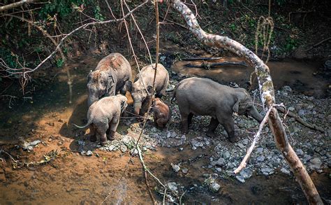 Chinas Effort To Conserve Asian Elephants Pays Off Cgtn