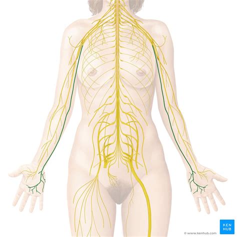 Ulnar Nerve Anatomy And Clinical Notes Kenhub