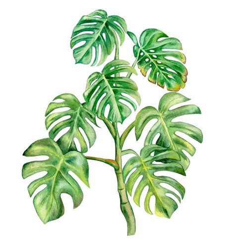 Monstera Blatt Zeichnen