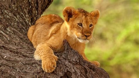 Baby Lion Is Sitting On The Tree 4k Hd Animals Wallpapers