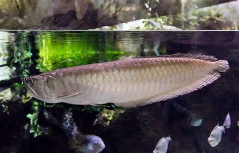 Top 10 Most Exotic and Unique Freshwater Aquarium Fishes