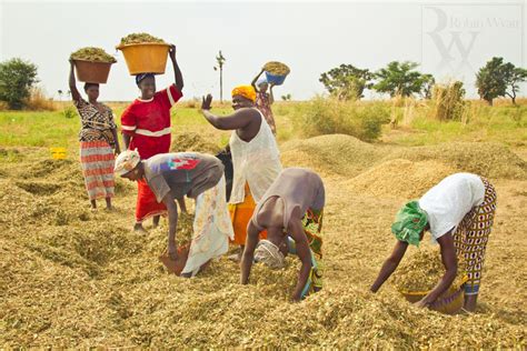 Agriculture Au Senegal Sols Cultivables Mourants Mauvaise Qualite Des