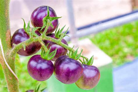 What Is The Best Way To Prune Tomato Plants Kellogg Garden Organics
