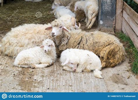 Sheep Mother With Little Lambs Stock Photo Image Of Morocco
