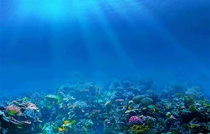 Ocean Underwater Sea Floor Rays Cat Itl