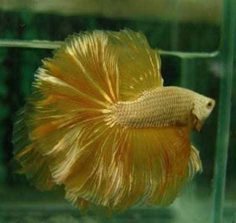 Tougher betta with a fighter like body such as a plakat. Yellow Dragon Betta fish,Marancheri,fish-aquarium-kerala