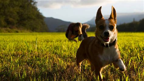 You can find everything from charming mountain cabins and lakeside lodges to breathtaking city apartments and luxury homes, or. Moving Your Pet to Hawaii - The Complete Guide - Hawaii ...