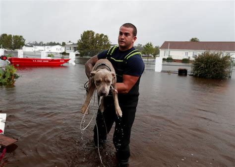 She Gave Medicine To Pets After Hurricane Florence Then She Was