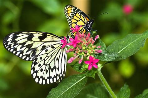 Two Butterflies Stock Photo Image Of Momentsintime Multiple 9832916