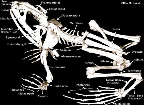 Pin By Chelsey Renée On Biology Atlas Animal Skeletons Anatomy Frog