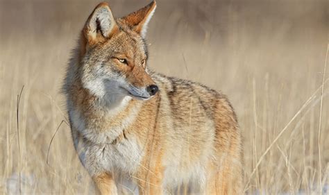 Coyote Sightings Strathcona County Alberta