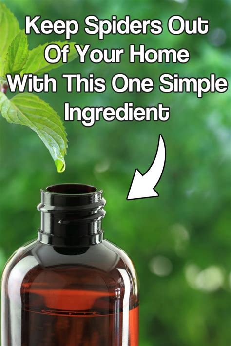Mixing up rosemary, peppermint, and neem oil. DIY Natural Spider Repellent: Keep Spiders Out of Your ...