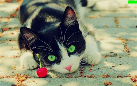 Pecinta Kucing Wajib Baca Fakta Ini Fakta Fakta Kucing Yang Menarik