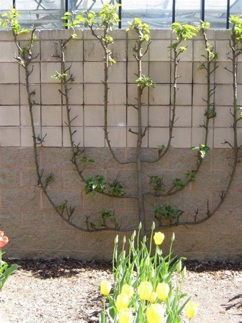 Most fruit trees require a lot of care. How to Espalier | HGTV