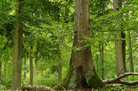 Unesco World Heritage Centre Document Primeval Beech Forests Of The