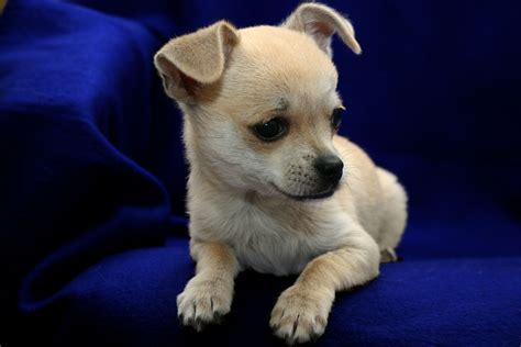 Chihuahua clubs will tell you there is only one proper head type: Chihuahua Puppy Pictures and Information | Puppy Pictures ...