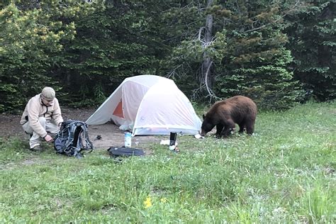 Important Tips On How To Safely Camp In Bear Country Campendium