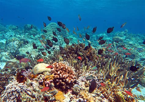 Coral Triangle Snorkeling Most Alive Reefs In The World