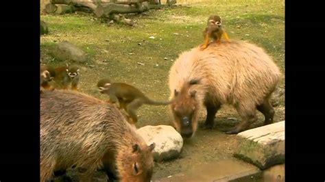 Capybara And Monkeys お立ち台の立場に甘んじるカピバラ Youtube